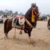 gujjar00210