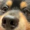 kinopierre_