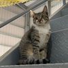 ꧁❦🐯小黑虎🐯❦️꧂