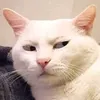 cc.0w0