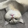 shabu_daddy