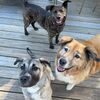 Maya, Oliver, Rylie, & Pipp