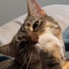 slidfuzzball