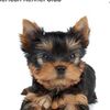 yorkieluver2