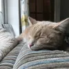 gotobedcharlie