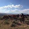 Sankey Pro Rodeo