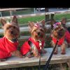 lilyorkies