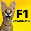 Savannah Cats