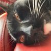 catsniffer2600