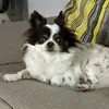 doguemalo