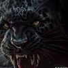 fayez_yasser
