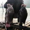 celebrate.fishing