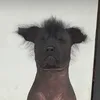 thisicodon