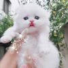 dollarcattery