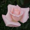 lily10031968