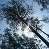 alinalov__