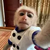 nanikumacakitoofc