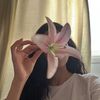 roseiiu7