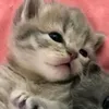 igorr_luan