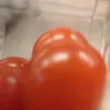 _.tomato__
