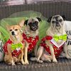 pugmom317
