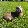 charcharbinksdachshund