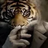 alternaecho