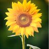 sunflower.nica1