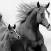 __shawqwahanin__