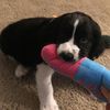 leroythepup3