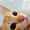 catchykath
