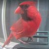 birdfeederflix