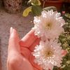 sidra.haris