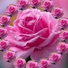 kshwani