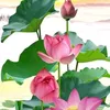 chonthienngo79