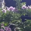 vanvannnn1210