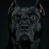 a.l.e00.0.0.0