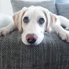 bella__dog__baby