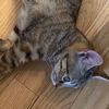 ladycatusa