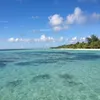 sandy_vine