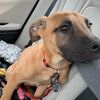 maggiemaytheshepherd