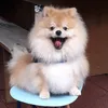 thor_the_spitz
