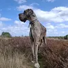 yarcothegreatdane