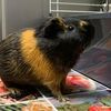 charlieguineapig0