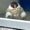 ikeamonkey
