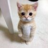 jack_eo77_