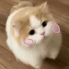 gvgvgvgv3012