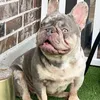 gutorochabull