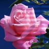 areeba490