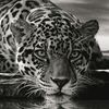 nurettin_demir